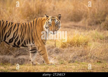 sauvage indien mâle tigre du bengale ou panthera tigris portrait d'art profil latéral et contact visuel complet du visage dans le parc national de bandhavgarh en soirée safari Banque D'Images
