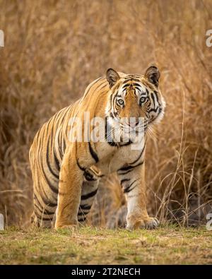 sauvage indien mâle tigre du bengale ou panthera tigris plein gros plan sur la tête en safari en soirée pendant la saison sèche d'été caduque parc national bandhavgarh Banque D'Images
