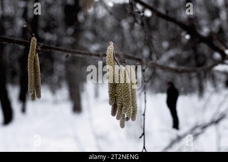 boucles d'oreilles sur les branches d'arbre et un homme marchant dans une forêt de printemps Banque D'Images