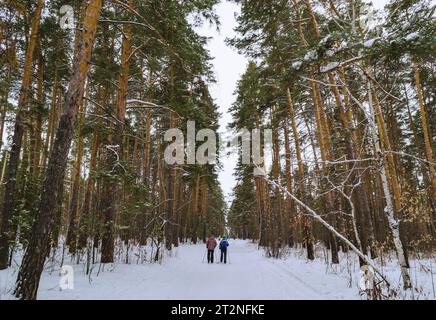 Deux skieurs suivent d'autres personnes le long d'un sentier d'hiver parmi une forêt de pins Banque D'Images
