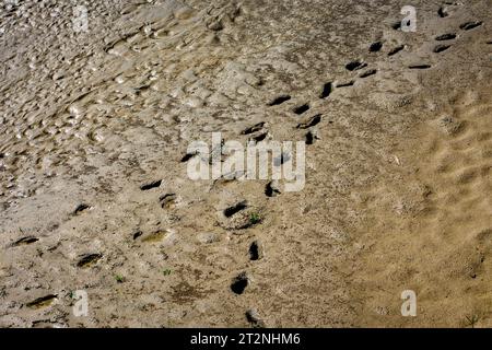 traces d'animaux sur le sol Banque D'Images