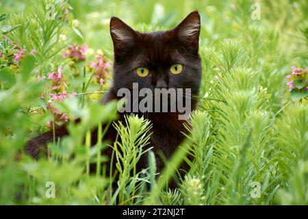 photos de beaux chats dans le jardin 18 Banque D'Images