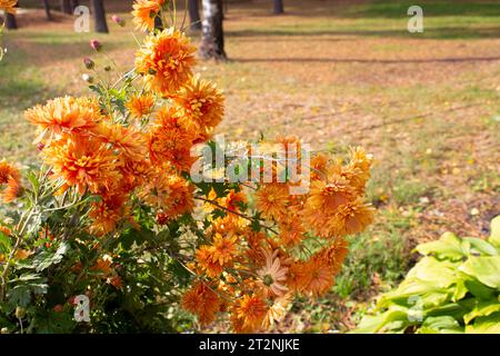 Chrysanthème automnal coloré. Une journée ensoleillée dans le parc. Beau buisson de chrysanthème orange. Banque D'Images