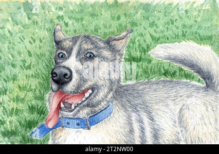 Illustration à l'aquarelle d'un grand chien gris ​​breed Laika repose sur l'herbe verte. Chien avec les yeux bleus. Composition pour affiches, cartes postales, bannières, fl Banque D'Images