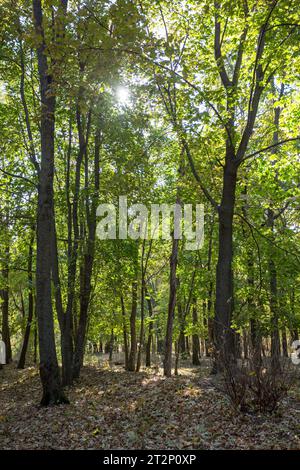 Arbres forestiers illuminés par la lumière du soleil avant le coucher du soleil, avec les rayons du soleil qui coulent à travers les arbres sur le sol de la forêt, éclairant la branche des arbres Banque D'Images