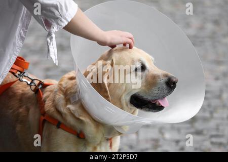 Femme caressant son adorable chien Labrador Retriever dans un collier élisabéthain à l'extérieur, gros plan Banque D'Images