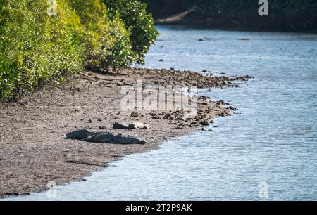 Une paire de grands crocodiles d'eau salée couchent au soleil sur les vasières de la rivière Mowbray, dans le Queensland tropical en Australie. Banque D'Images