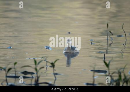 Un grèbe australasien nage vers l'avant parmi la végétation sur le rivage du marais Hasties sur les terres humides de Nyleta à Atherton, Auistralia. Banque D'Images