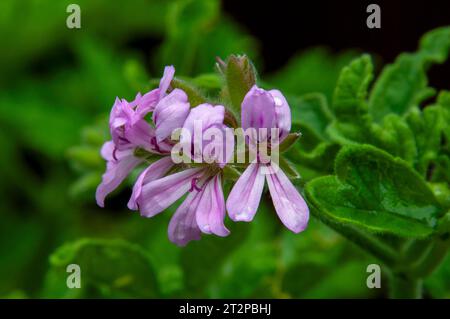 Sydney Australie, fleurs violettes de graveolens de pélargonium ou géranium parfumé à la rose dans le jardin Banque D'Images