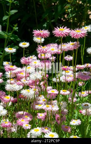 Sydney Australie, pré de l'héliptère fleuri ou des daisies persistantes Banque D'Images