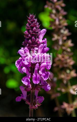 Sydney Australie, tige de fleur magenta d'une plante de salvia avec fond flou Banque D'Images