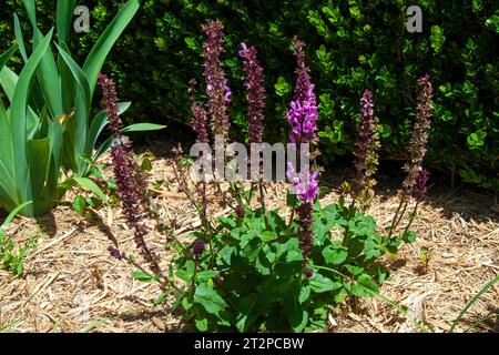 Sydney Australie, plante de salvia avec des tiges de fleurs dans le jardin Banque D'Images