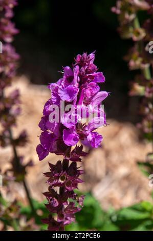 Sydney Australie, tige de fleur magenta d'une plante de salvia avec fond flou Banque D'Images