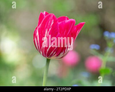 Une tulipe florale rose et blanche vibrante au milieu d'une toile de fond d'autres fleurs Banque D'Images