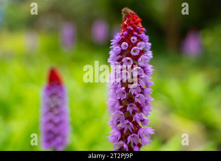 Photo macro d'une fleur d'onagrose d'orchidée dans le jardin (Primula vialii) Banque D'Images