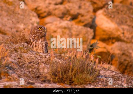 Le beau petit hibou Athene noctua Banque D'Images