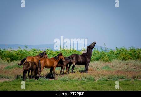 Chevaux sauvages dans le delta du Danube Banque D'Images