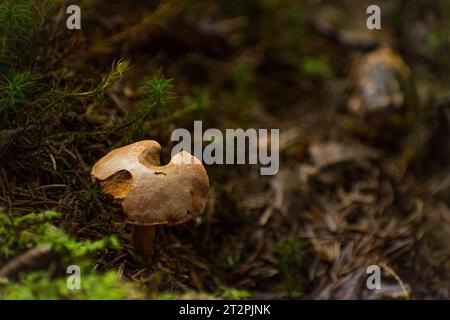 champignons dans la forêt d'été Banque D'Images