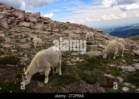 troupeau de chèvres de montagne paissant parmi les rochers de granit rose sur le mont evans, colorado Banque D'Images