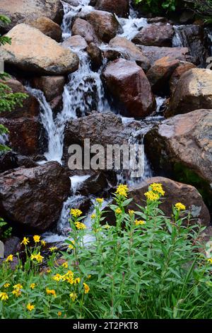 jolies fleurs sauvages jaunes à côté d'un ruisseau le long du sentier jusqu'au lac isabelle dans la région sauvage indian peaks, près du lac brainard, colorado Banque D'Images
