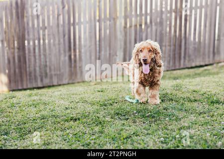 Golden Cocker Spaniel Dog à l'extérieur Banque D'Images