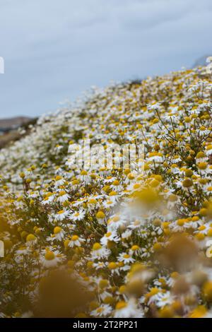 Fleurs de Marguerite sur un champ Banque D'Images