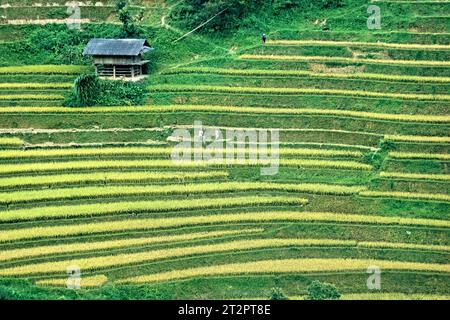 Admirer les incroyables rizières en terrasses de Mu Cang Chai, yen Bai, Vietnam Banque D'Images