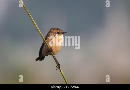 Le stonechat sibérien ou le stonechat asiatique est une espèce récemment validée de la famille des flycatchers de l'ancien monde. Banque D'Images