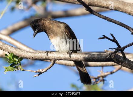 Le Bulbul aux yeux noirs a un solide partenariat monogame. Ce sont des oiseaux communs et bruyants en Afrique orientale et australe, dans les zones urbaines et rurales. Banque D'Images