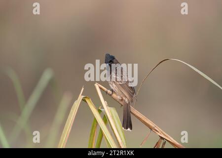 Un Bulbul rouge ventilé perché sur une tige d'herbe sur un fond flou. Banque D'Images