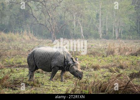Un rhinocéros sauvage dans les prairies du parc national de Chitwan au Népal. Banque D'Images