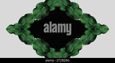 Une combinaison de grands fragments de feuilles de plantes Hosta sur un fond monochrome. Variation de couleur. Composition minimale. Papier peint exclusif. Espace de copie Banque D'Images