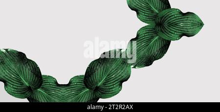 Une combinaison de grands fragments de feuilles de plantes Hosta sur un fond monochrome. Variation de couleur. Composition minimale. Papier peint exclusif. Espace de copie Banque D'Images