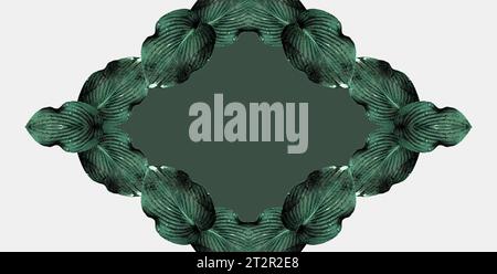 Une combinaison de grands fragments de feuilles de plantes Hosta sur un fond monochrome. Variation de couleur. Composition minimale. Papier peint exclusif. Espace de copie Banque D'Images