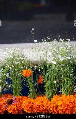 Fleurs sur Avenida Presidente Masaryk pendant le Festival de Flores (jour des morts) dans le quartier Polanco à Mexico, Mexique Banque D'Images