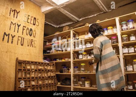 Nakuru, Kenya. 19 octobre 2023. Une femme voit des variétés de semences indigènes exposées dans une banque de semences du Seed Savers Network à Gilgil, près de Nakuru City. Seed Savers Network, une ONG kenyane travaillant avec les petits exploitants agricoles pour améliorer l’accès aux semences et la conservation de l’agro-biodiversité, plaide pour le rôle que jouent les variétés de cultures traditionnelles dans la préservation de la biodiversité, car elles possèdent une riche variété génétique essentielle pour les programmes de sélection visant à développer des cultures résistantes aux changements climatiques. (Photo de James Wakibia/SOPA Images/Sipa USA) crédit : SIPA USA/Alamy Live News Banque D'Images