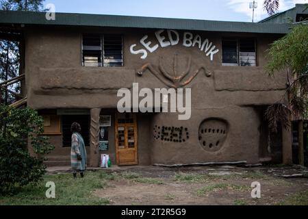 Nakuru, Kenya. 19 octobre 2023. Une femme se tient devant la banque de semences du Seed Savers Network à Gilgil, près de Nakuru City. Seed Savers Network, une ONG kenyane travaillant avec les petits exploitants agricoles pour améliorer l’accès aux semences et la conservation de l’agro-biodiversité, plaide pour le rôle que jouent les variétés de cultures traditionnelles dans la préservation de la biodiversité, car elles possèdent une riche variété génétique essentielle pour les programmes de sélection visant à développer des cultures résistantes aux changements climatiques. (Photo de James Wakibia/SOPA Images/Sipa USA) crédit : SIPA USA/Alamy Live News Banque D'Images