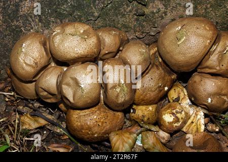 Apioperdon pyriforme est un champignon que l'on trouve sur les grumes en décomposition de bois caduques et de conifères. Il se produit dans une grande partie du monde. Banque D'Images