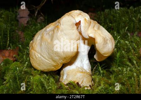 Hydnum repandum (hérisson des bois) est un champignon présent dans les forêts de conifères et de feuillus. Il est largement distribué en Europe et aussi en Amérique du Nord. Banque D'Images