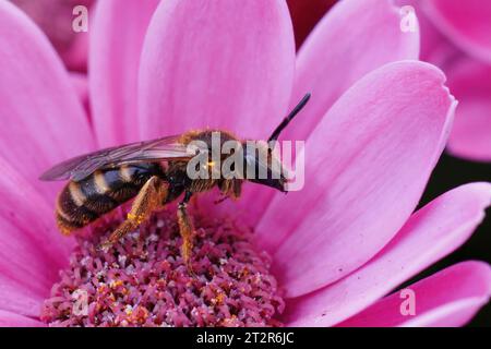 Gros plan sur une abeille femelle à sillon commun, Lasioglossum calceatum, assise sur une fleur pourpre dans le jardin Banque D'Images