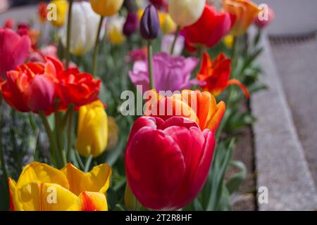 Tulpenbeet Banque D'Images