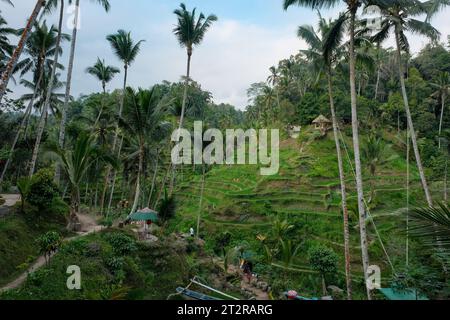 Profitez de la double allure de Bali tandis qu'une balançoire s'éloigne doucement au milieu des rizières de Tegallalang d'un côté et des palmiers gracieux de l'autre. Banque D'Images