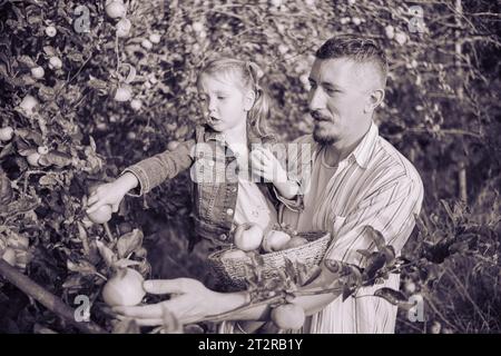 Papa et fille cueillant des pommes dans un arbre par une chaude journée d'automne au coucher du soleil dans les rayons du soleil couchant. Un jeune homme avec sa fille récoltant des pommes à wic Banque D'Images