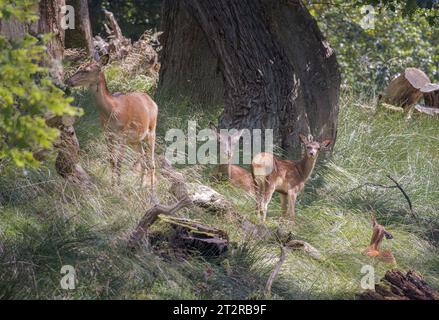 Groupe de cerfs à Dyrehaven, au nord de Copenhague, Danemark Banque D'Images