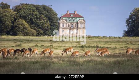 Cerf devant Klampenborg, Hermitage Hunting Lodge à Dyrehaven, Danemark Banque D'Images