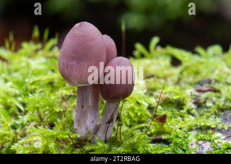 Mycena haematopus toadstools, communément connu sous le nom de bonnet burgundydrop, champignons poussant sur le tronc d'arbre mort en automne ou octobre, Royaume-Uni Banque D'Images