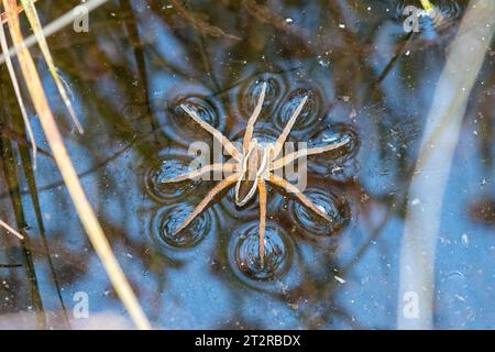 Araignée Dolomedes fimbriatus (Raft) sur un étang des Landes à Surrey, UK Banque D'Images