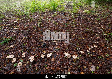 Un anneau de fées dans les bois en octobre ou en automne, poison tarte champignons toadstools champignons (Heboloma crustuliniforme) poussant en cercle Banque D'Images