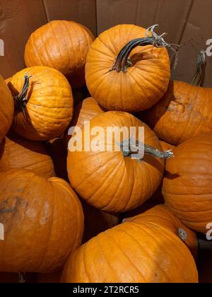 Bucarest, Roumanie - 14 octobre 2023 : grandes citrouilles oranges à vendre stockées dans une grande boîte en carton. Banque D'Images