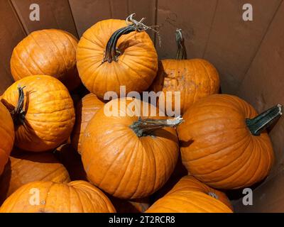 Bucarest, Roumanie - 14 octobre 2023 : grandes citrouilles oranges à vendre stockées dans une grande boîte en carton. Banque D'Images